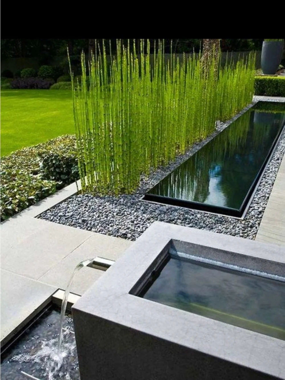 Horsetail Reed Plant Equisetum Hyemale 6 Cuttings With Roots